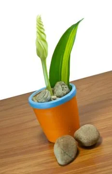 Flowers in  ceramic containers Stock Photos