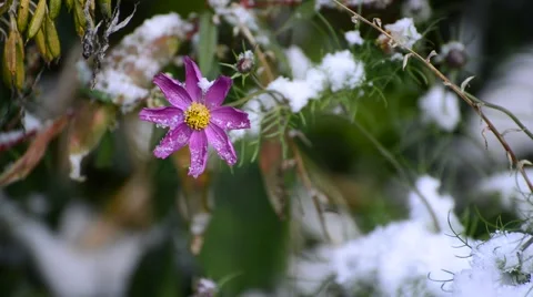 Flowers of chamomile and yellow leaf under first snow Stock Footage 55680849
