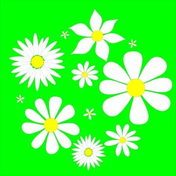 Flowers, chamomile, background of chamomile, background of flowers, green Stock Illustration