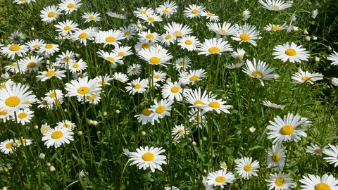 Flowers of chamomile Video stock 103451337