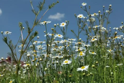 Flowers  chamomile Stock Photos