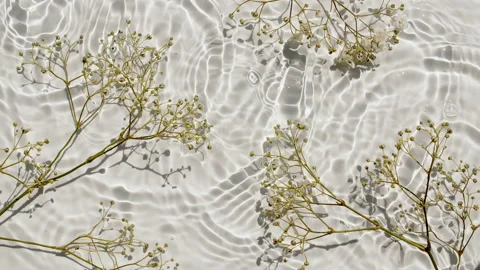 Flowers chamomiles on water surface with drops. Pure water with reflections Video stock 216021018