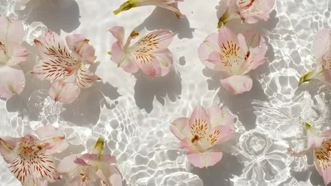 Flowers chamomiles on water surface with drops. Pure water with reflections Stock-Footage 226208019