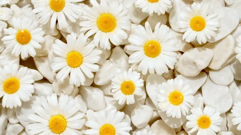 Flowers chamomiles on water surface with drops. Pure water with reflections Stock Footage 248137009