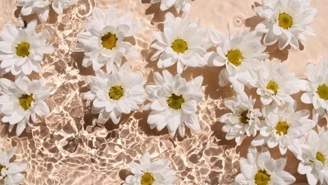 Flowers chamomiles on water surface with drops. Pure water with reflections Stock-Footage 252143705
