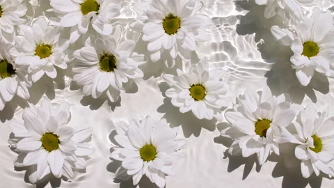 Flowers chamomiles on water surface with drops. Pure water with reflections Stock Footage 253774069