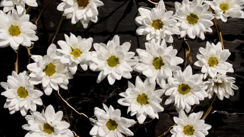 Flowers chamomiles on water surface with drops. Pure water with reflections Stock Footage 253774825