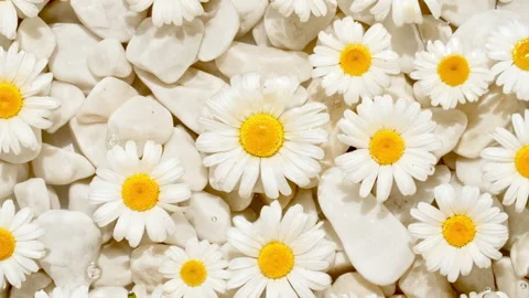 Flowers chamomiles on water surface with drops. Pure water with reflections Stock Footage 254762935