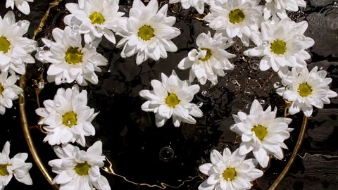 Flowers chamomiles on water surface with drops. Pure water with reflections Stock Footage 255676374