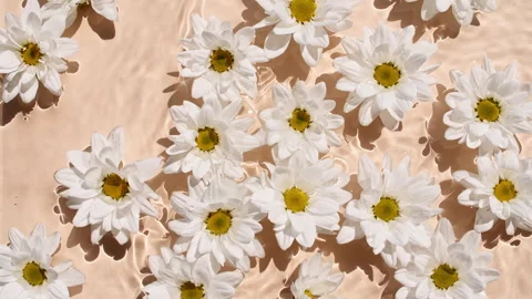 Flowers chamomiles on water surface with drops. Pure water with reflections Vídeo Stock 256484440