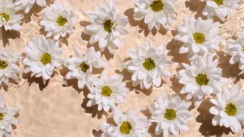 Flowers chamomiles on water surface with drops. Pure water with reflections Video stock 264579548