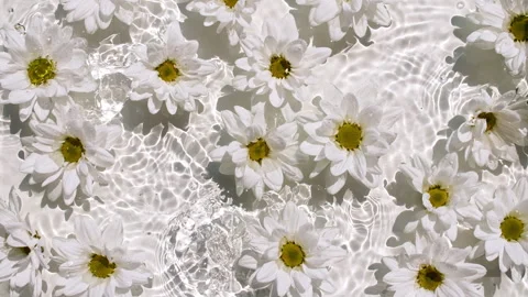 Flowers chamomiles on water surface with drops. Pure water with reflections Video stock 267983110