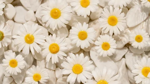 Flowers chamomiles on water surface with drops. Pure water with reflections Stock Footage 272592442