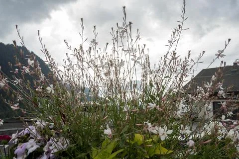 Flowers on Chatel mountain Stock Photos