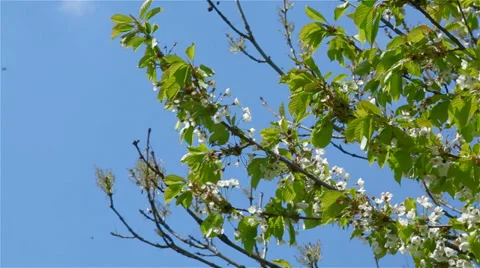 Flowers of the cherry blossoms and bee on a spring day Stock Footage 39856910
