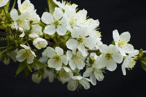 Flowers, cherry blossoms on the branches on a spring day. Beautiful spring Stock Photos