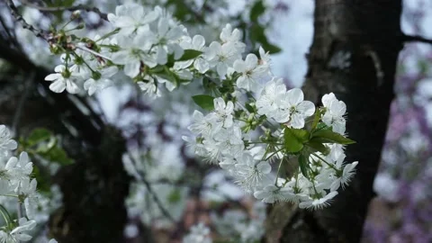 Flowers Of Cherry Blossoms During Spring Stock Footage 153717590