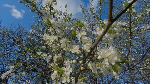Flowers of the cherry blossoms Stock Footage 107558963