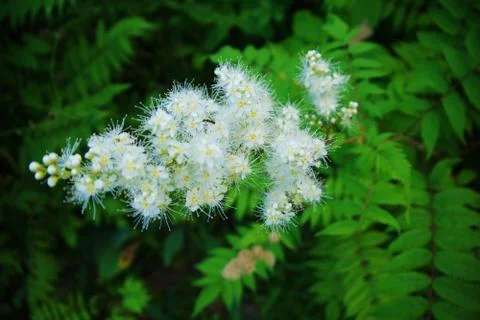 Flowers of the cherry blossoms Foto stock