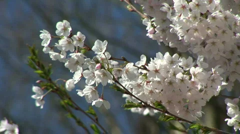 Flowers Of The Cherry Blossoms On A Spring Day Vídeo Stock 291715