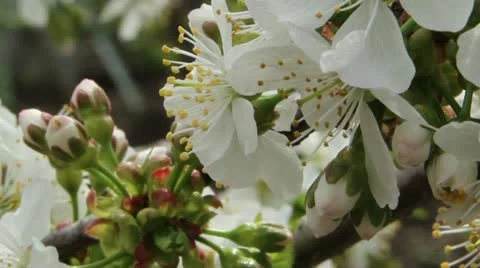 Flowers of the cherry blossoms on a spring day Stock Footage 21310987