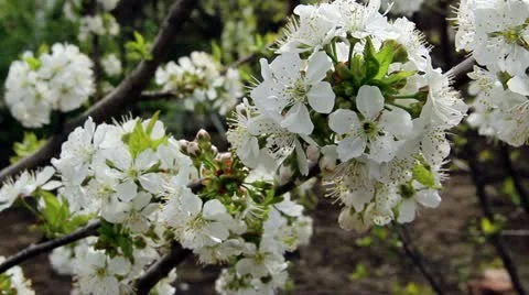 Flowers of the cherry blossoms on a spring day Stock Footage 21310993