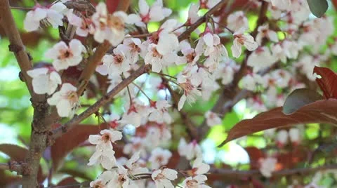 Flowers of the cherry blossoms on a spring day Stock Footage 21311299