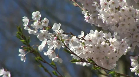 Flowers Of The Cherry Blossoms On A Spring Day 库存影片 40369925