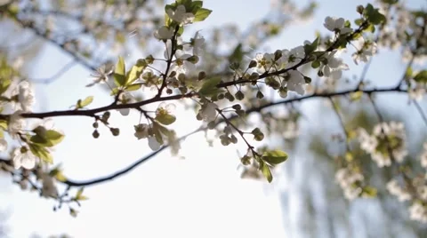 Flowers of the cherry blossoms on a spring day Stock Footage 50124013