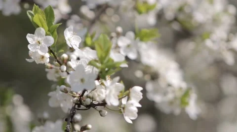 Flowers of the cherry blossoms on a spring day Stock Footage 50124047
