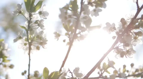 Flowers of the cherry blossoms on a spring day Stock Footage 50124087