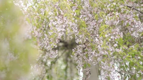 Flowers of the cherry blossoms on a spring day ukraine Stock Footage 50234746