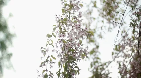 Flowers of the cherry blossoms on a spring day ukraine Stock Footage 50234776