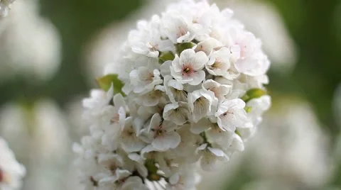 Flowers of the cherry blossoms on a spring day ukraine Stock Footage 50234810