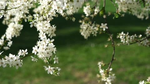 Flowers of the cherry blossoms on a spring day 스톡 동영상 268982031