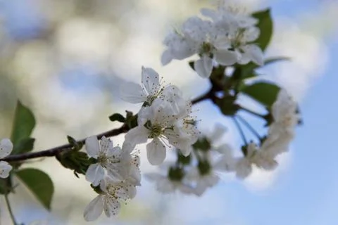 Flowers of the cherry blossoms on a spring day Stock Photos