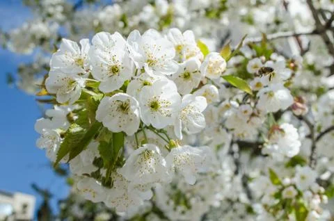 Flowers of the cherry blossoms on a spring day Stock Photos