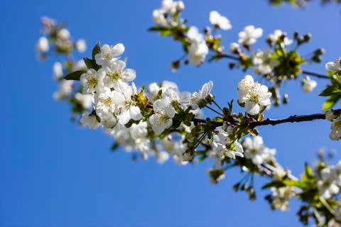 Flowers of the cherry blossoms on a spring day closeup 写真素材