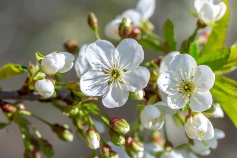 Flowers of the cherry blossoms on a spring day on background the blue sky Stock Photos
