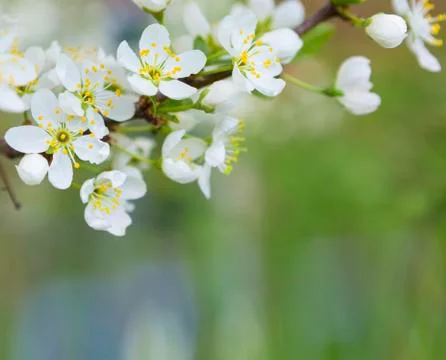 Flowers of the cherry blossoms on a spring Stock-Fotos