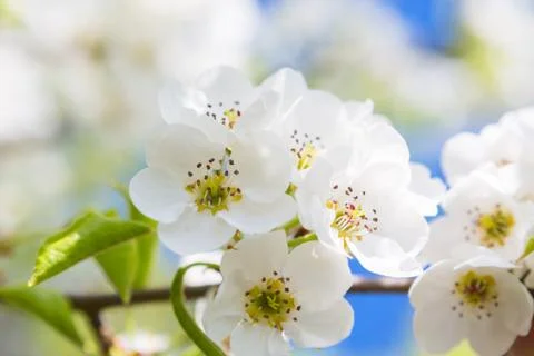 Flowers of the cherry blossoms on a spring Foto stock