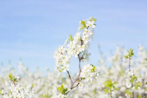 Flowers of the cherry blossoms on a spring 스톡 사진