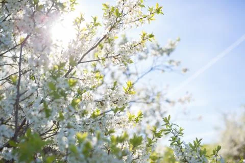 Flowers of the cherry blossoms on a spring Stock-Fotos