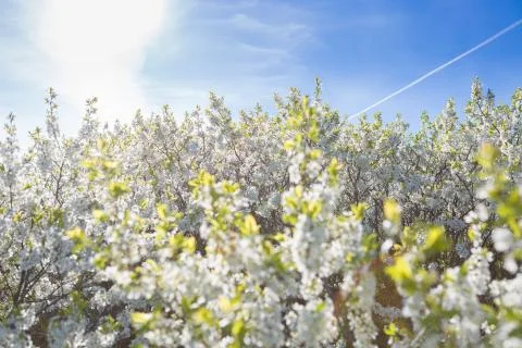 Flowers of the cherry blossoms on a spring Foto stock