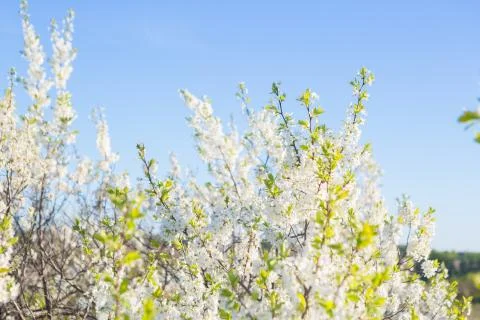 Flowers of the cherry blossoms on a spring Stock Photos