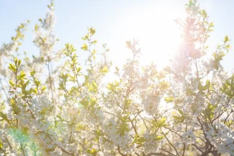 Flowers of the cherry blossoms on a spring Stock-Fotos