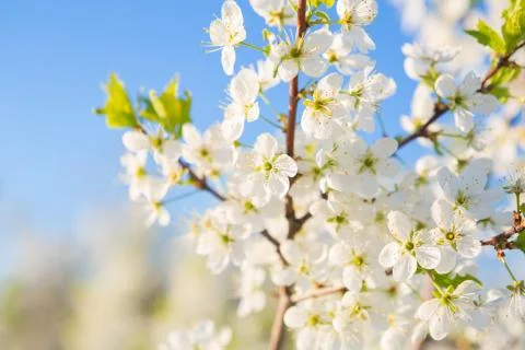Flowers of the cherry blossoms on a spring Stock-Fotos