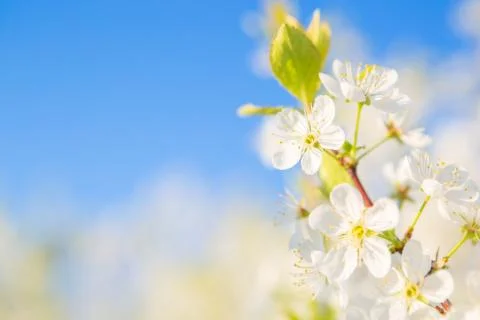 Flowers of the cherry blossoms on a spring Stock-Fotos