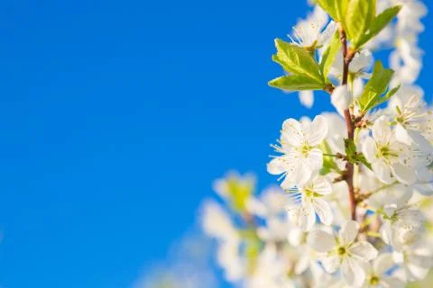 Flowers of the cherry blossoms on a spring 스톡 사진