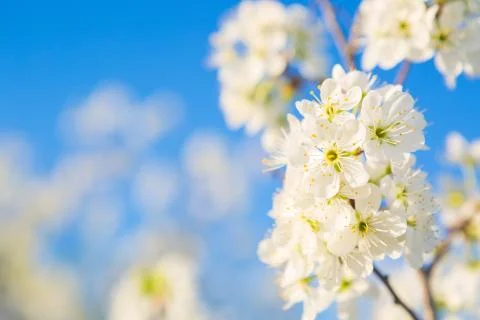 Flowers of the cherry blossoms on a spring Foto stock